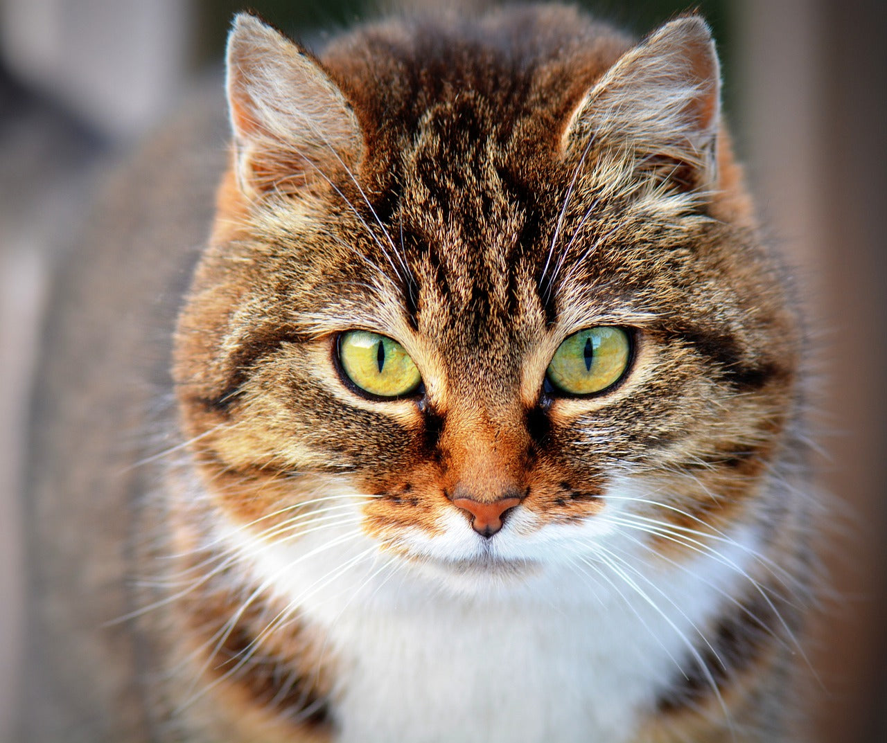 Pet